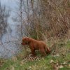 s - wurf  08. woche  11